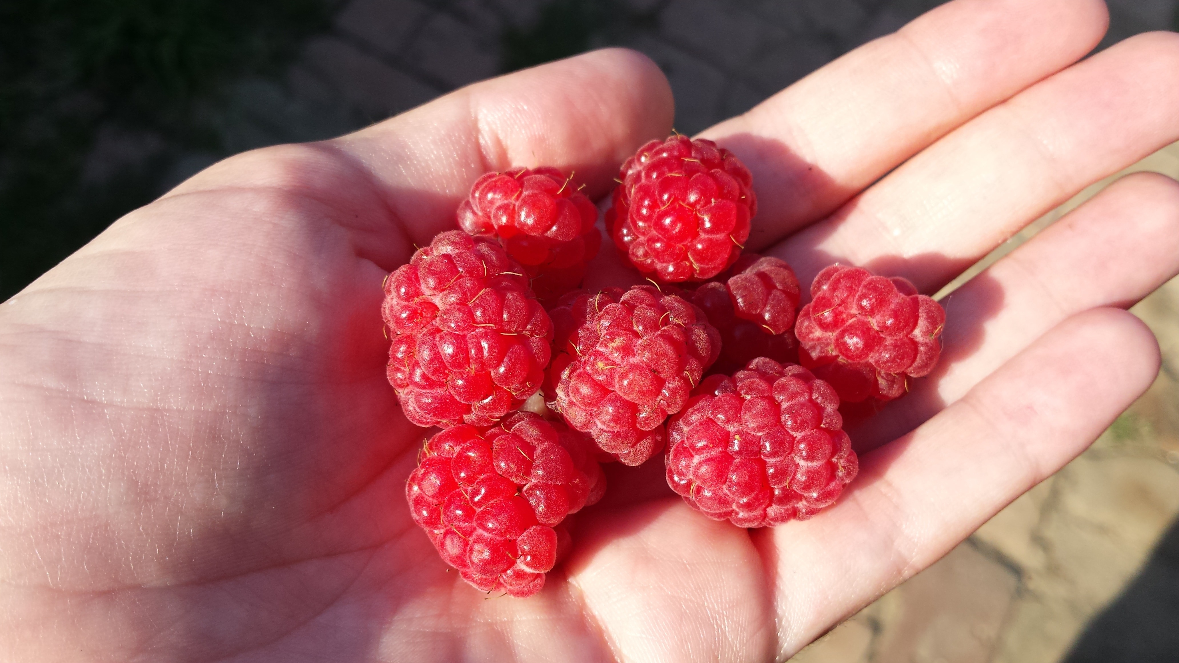 handfull of raspberry