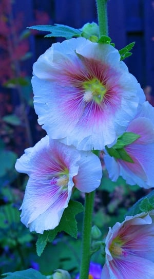 Garden, Cottage Garden, Stock Rose, flower, petal thumbnail