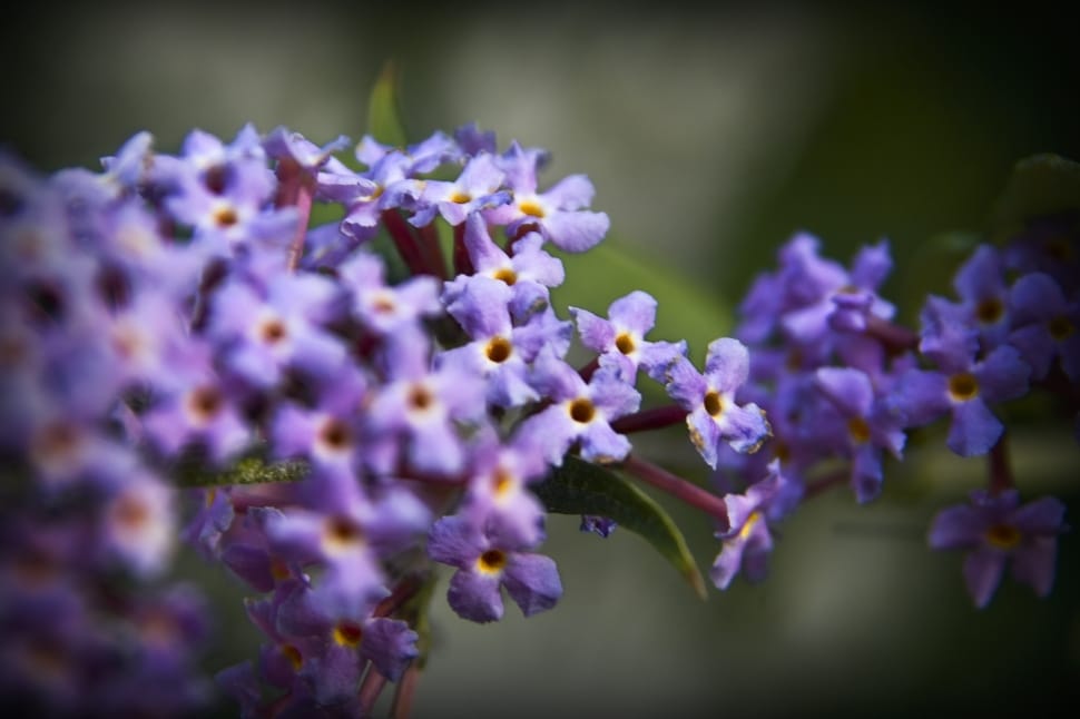 shallow focus photography of purple flowers preview