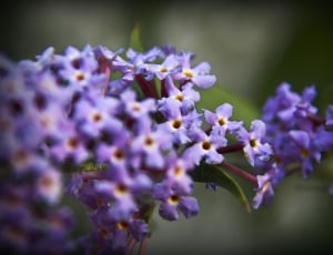 shallow focus photography of purple flowers thumbnail