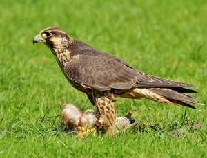 Falcon, Prey, Wildpark Poing, Access, grass, bird thumbnail