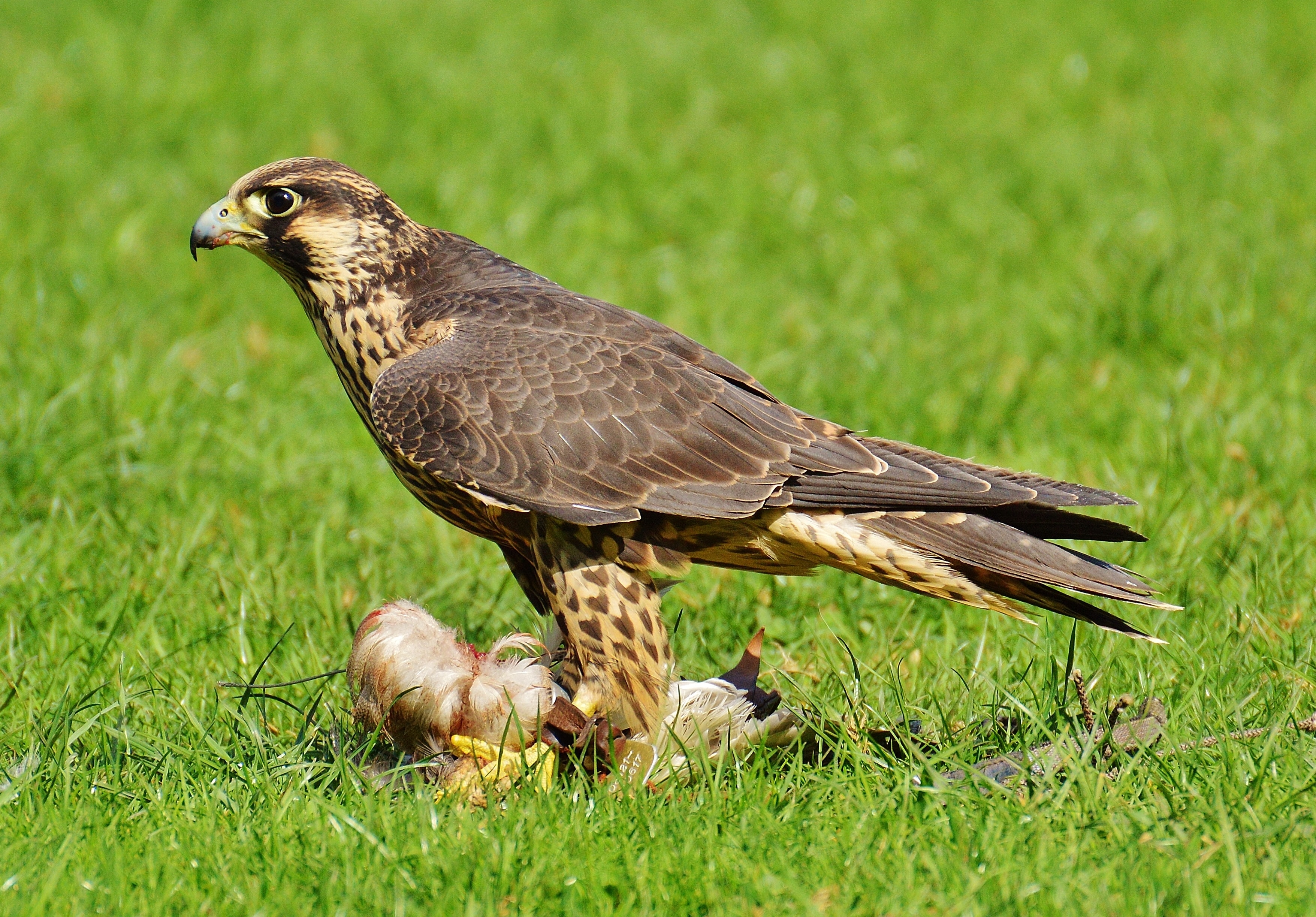 Falcon, Prey, Wildpark Poing, Access, grass, bird