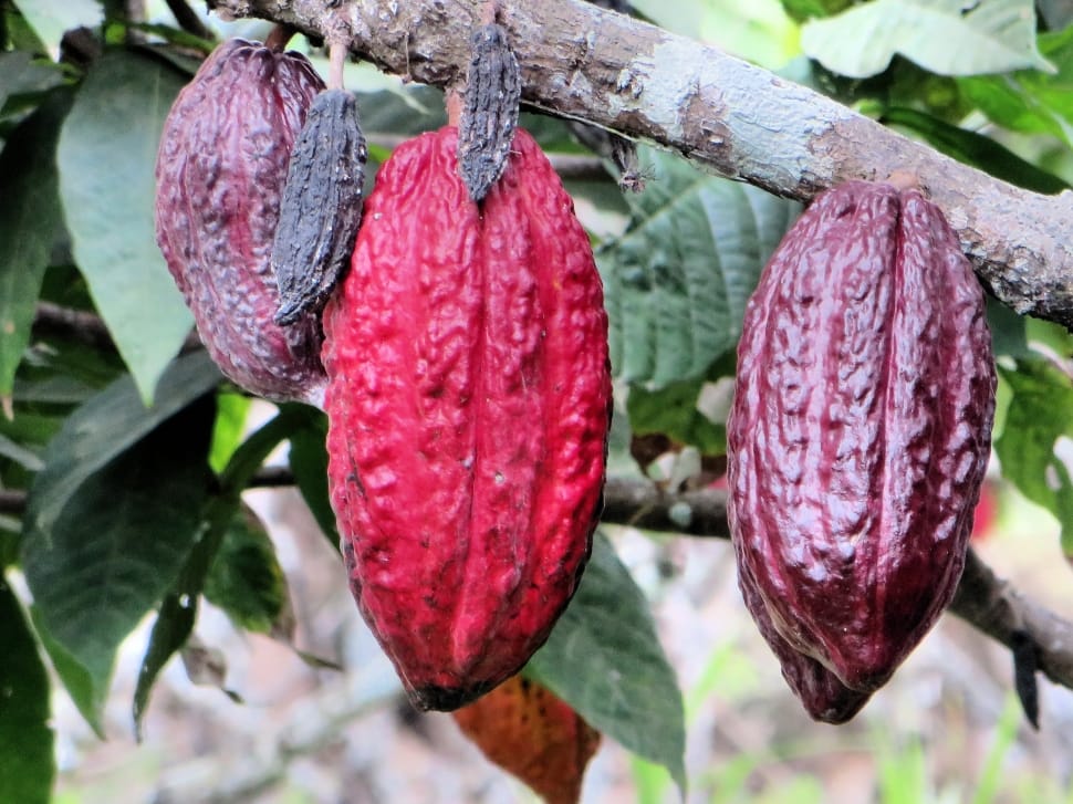 Chocolate, Guyayaquil, Ecuador, Pods, food and drink, hanging preview