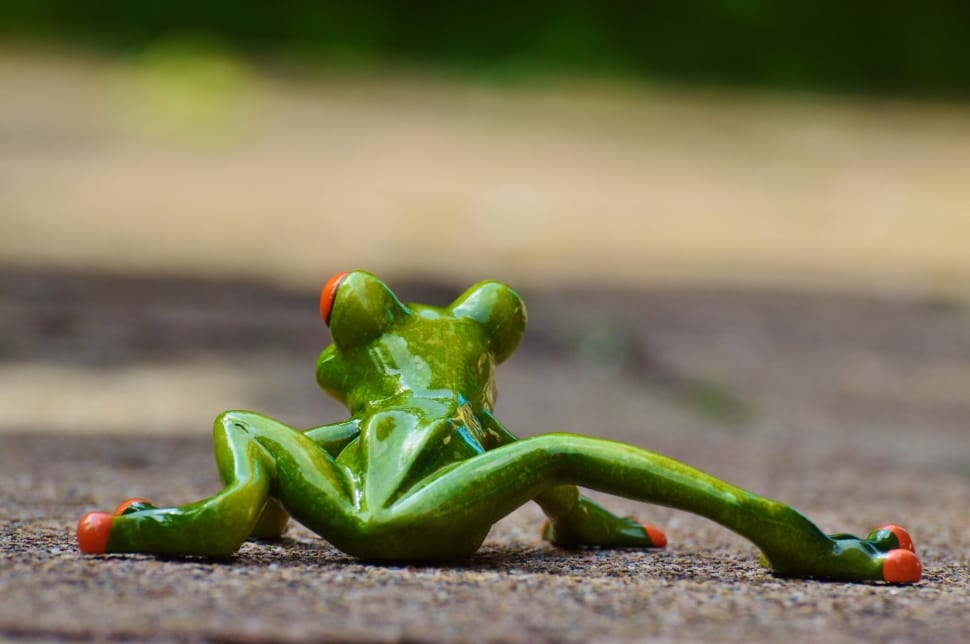 selective focus photography of green frog preview