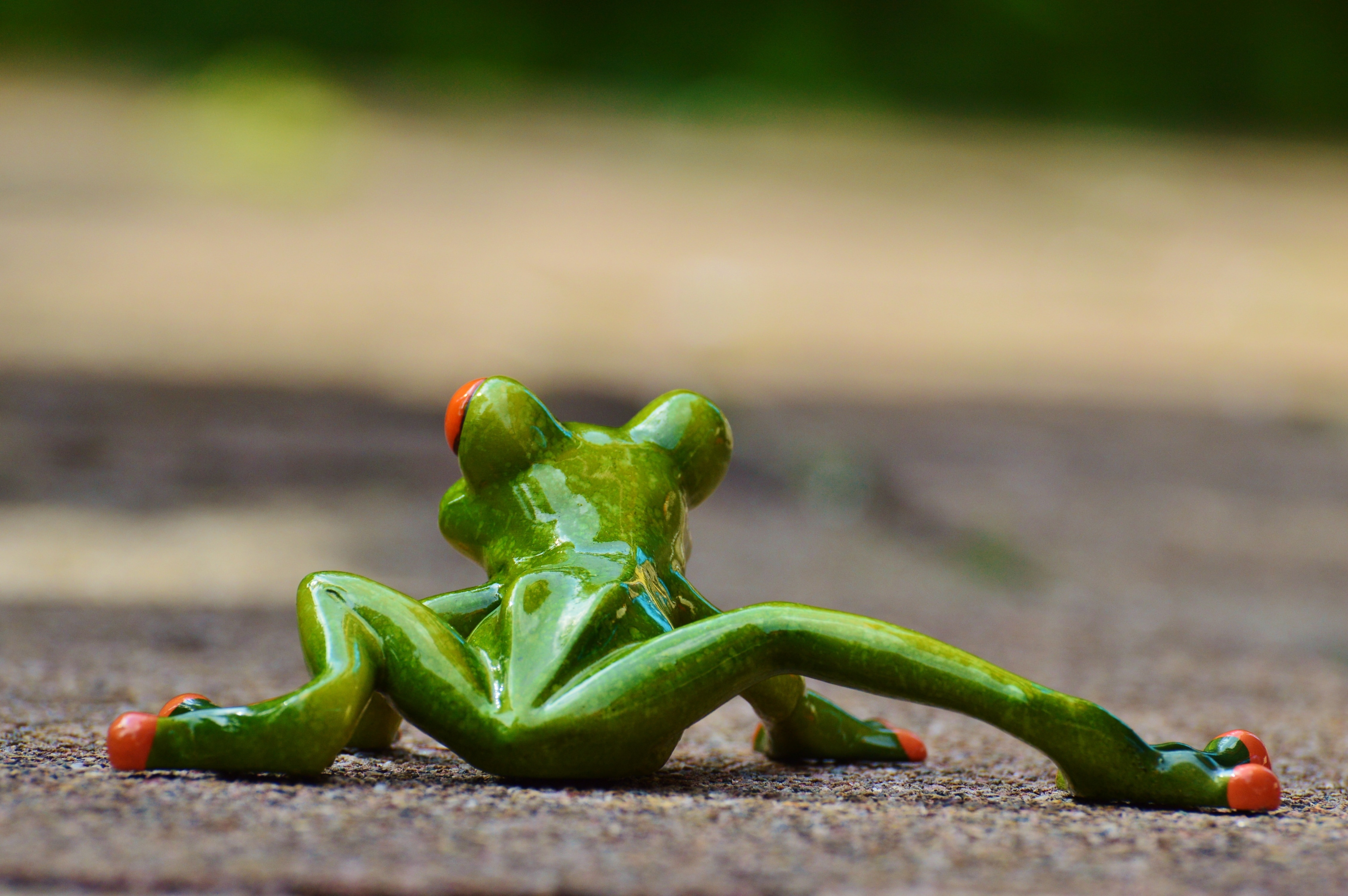 selective focus photography of green frog