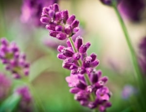 purple flowers thumbnail