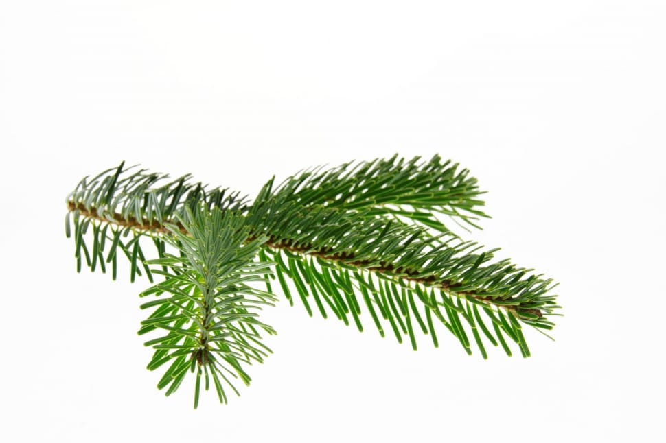 Christmas, Nordmann Fir, Fir, Branch, green color, leaf preview