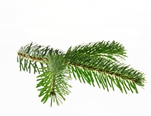 Christmas, Nordmann Fir, Fir, Branch, green color, leaf thumbnail