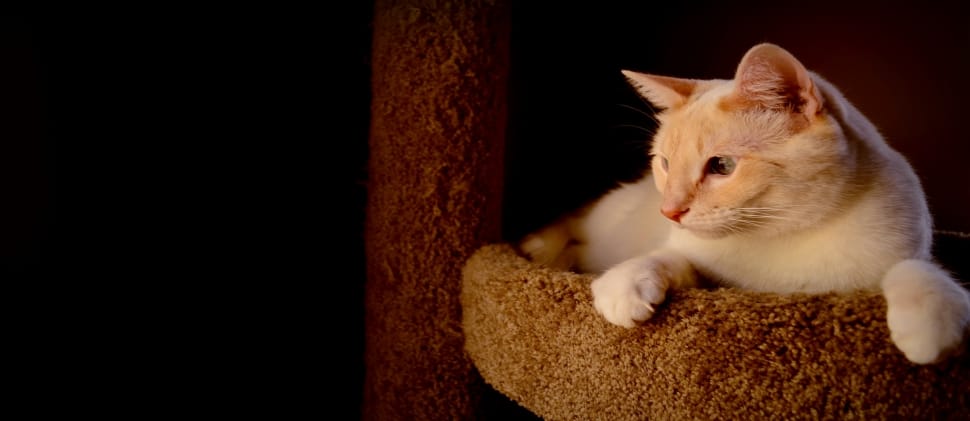 orange tabby cat on cat tree preview