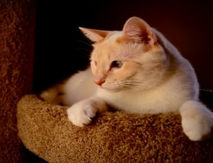 orange tabby cat on cat tree thumbnail