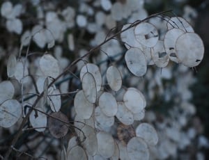white flower petals thumbnail