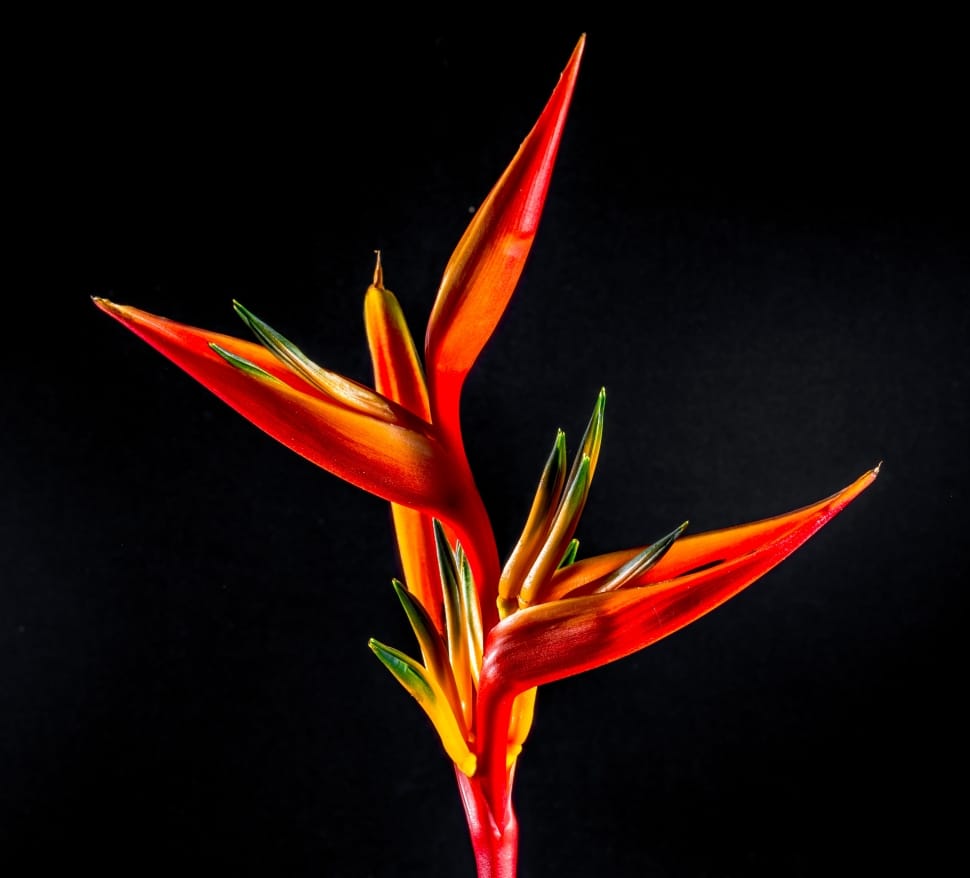 red and yellow heliconia preview