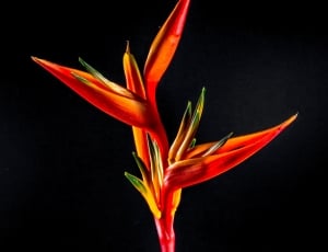red and yellow heliconia thumbnail