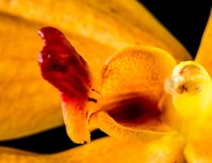 Orange, Flower, Orchid, Blossom, Bloom, no people, close-up thumbnail