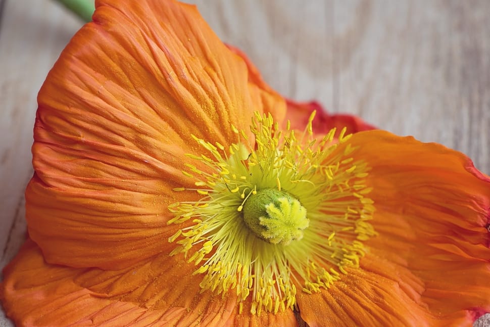 orange and yellow flower preview