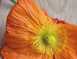 orange and yellow flower thumbnail