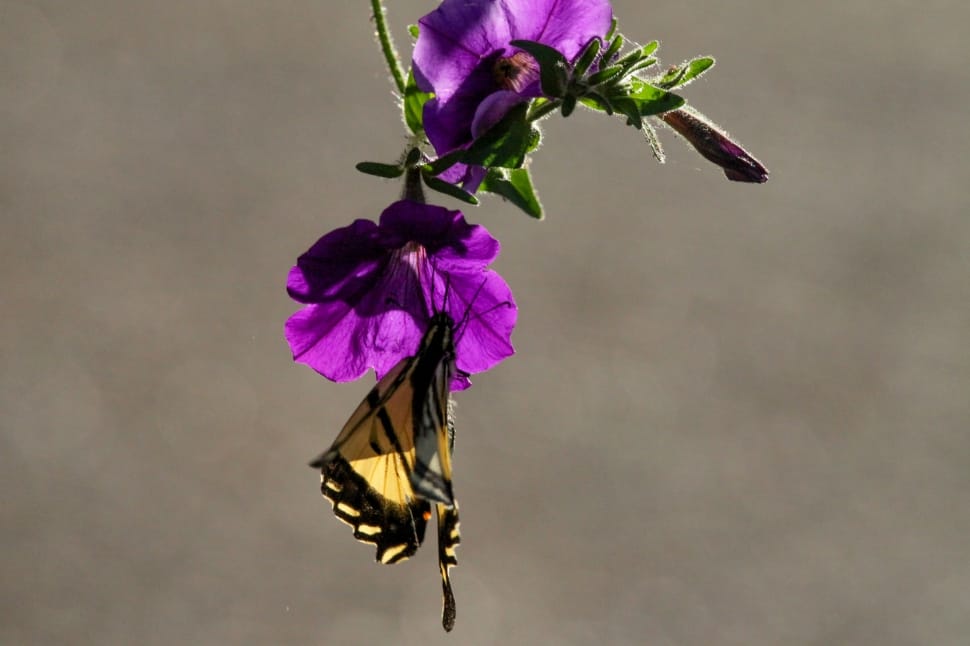 Tiger swallowtail butterfly on purple petaled flower  in selective focus photography preview