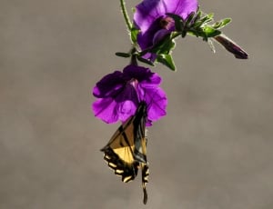 Tiger swallowtail butterfly on purple petaled flower  in selective focus photography thumbnail