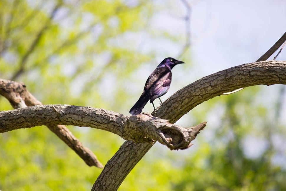 purple and gray bird on tree branch preview