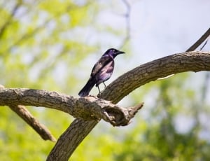 purple and gray bird on tree branch thumbnail