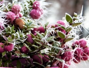 Snow Berry, Fruits, Pink, Coral Berry, plant, nature thumbnail