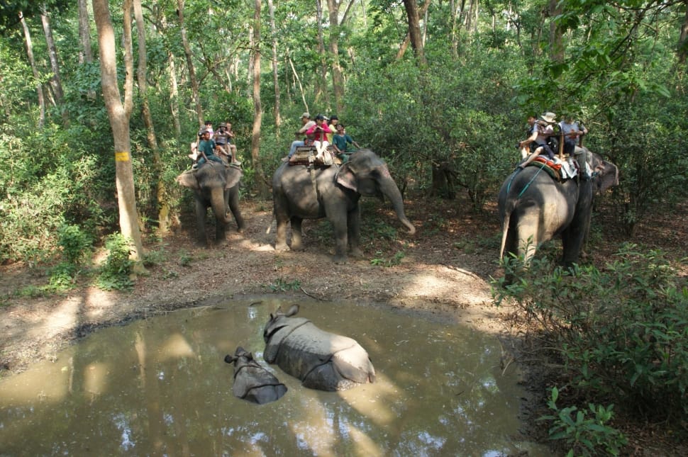 people riding the elephants in the forest during day time preview