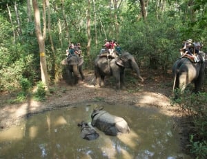 people riding the elephants in the forest during day time thumbnail