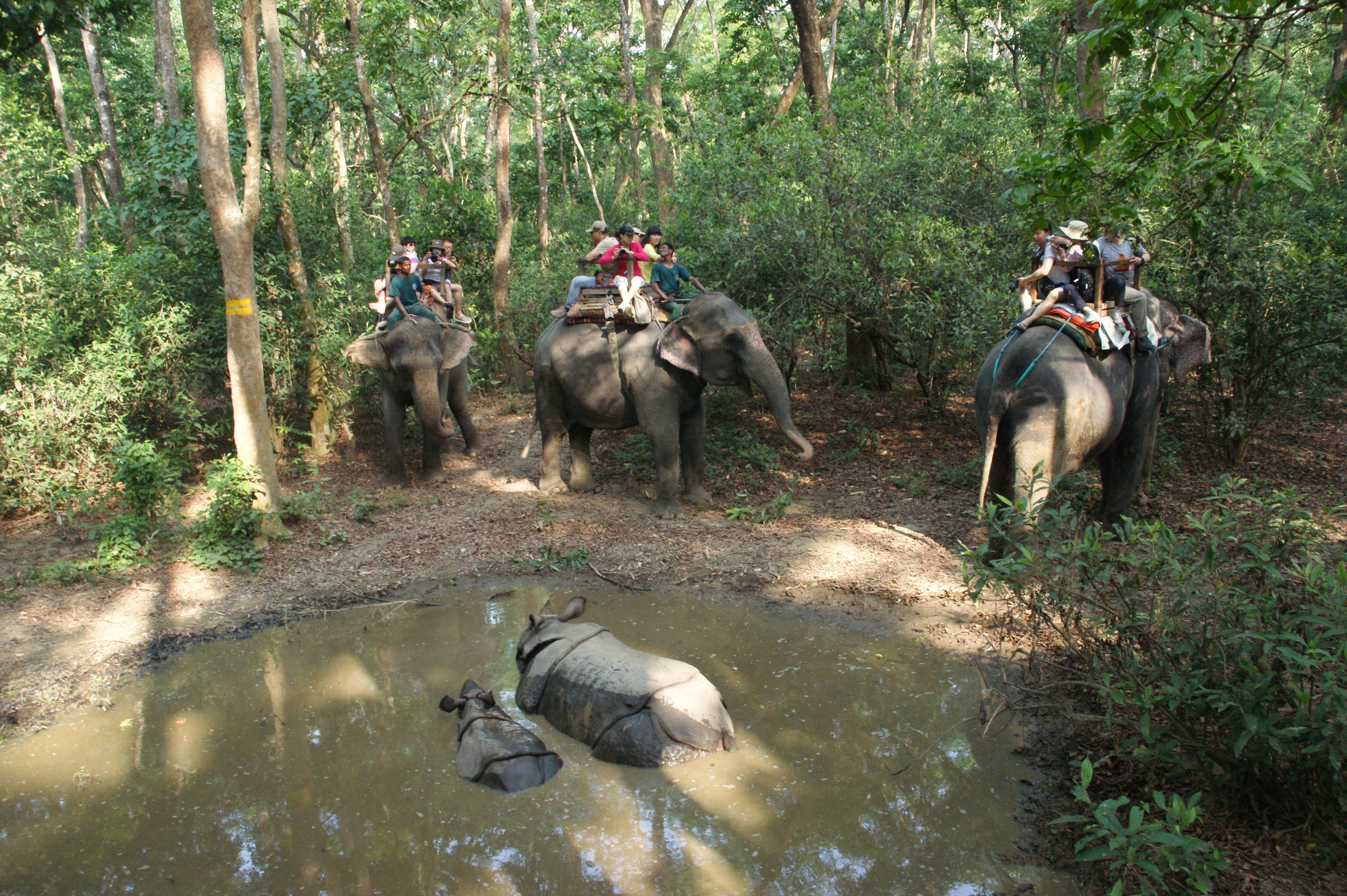 people riding the elephants in the forest during day time