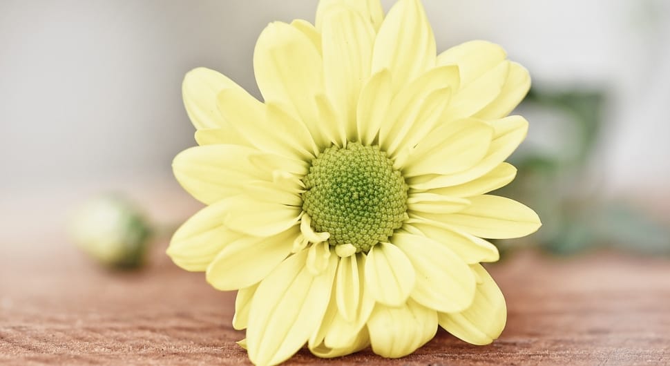 Tree Daisy, Yellow Strauchmargerite, flower, yellow preview