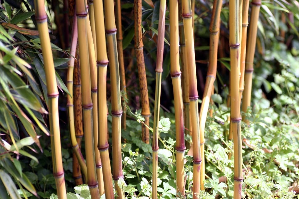 brown bamboos preview