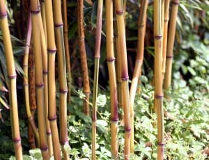brown bamboos thumbnail