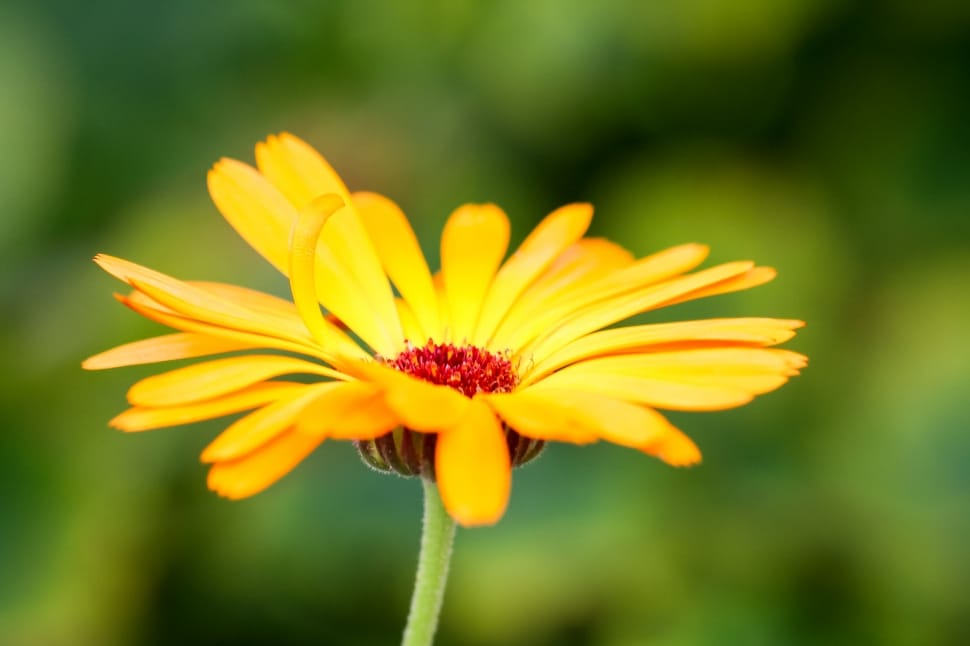 yellow daisy flower preview