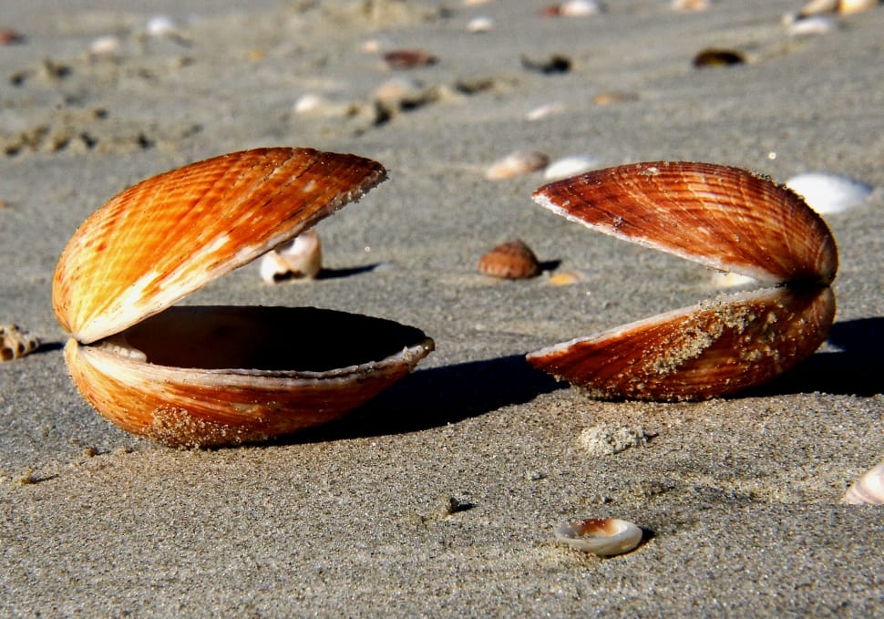 two shells open their mouths preview