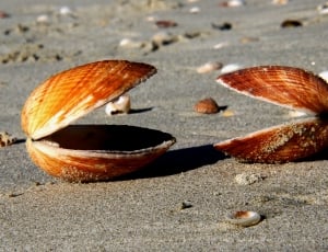 two shells open their mouths thumbnail
