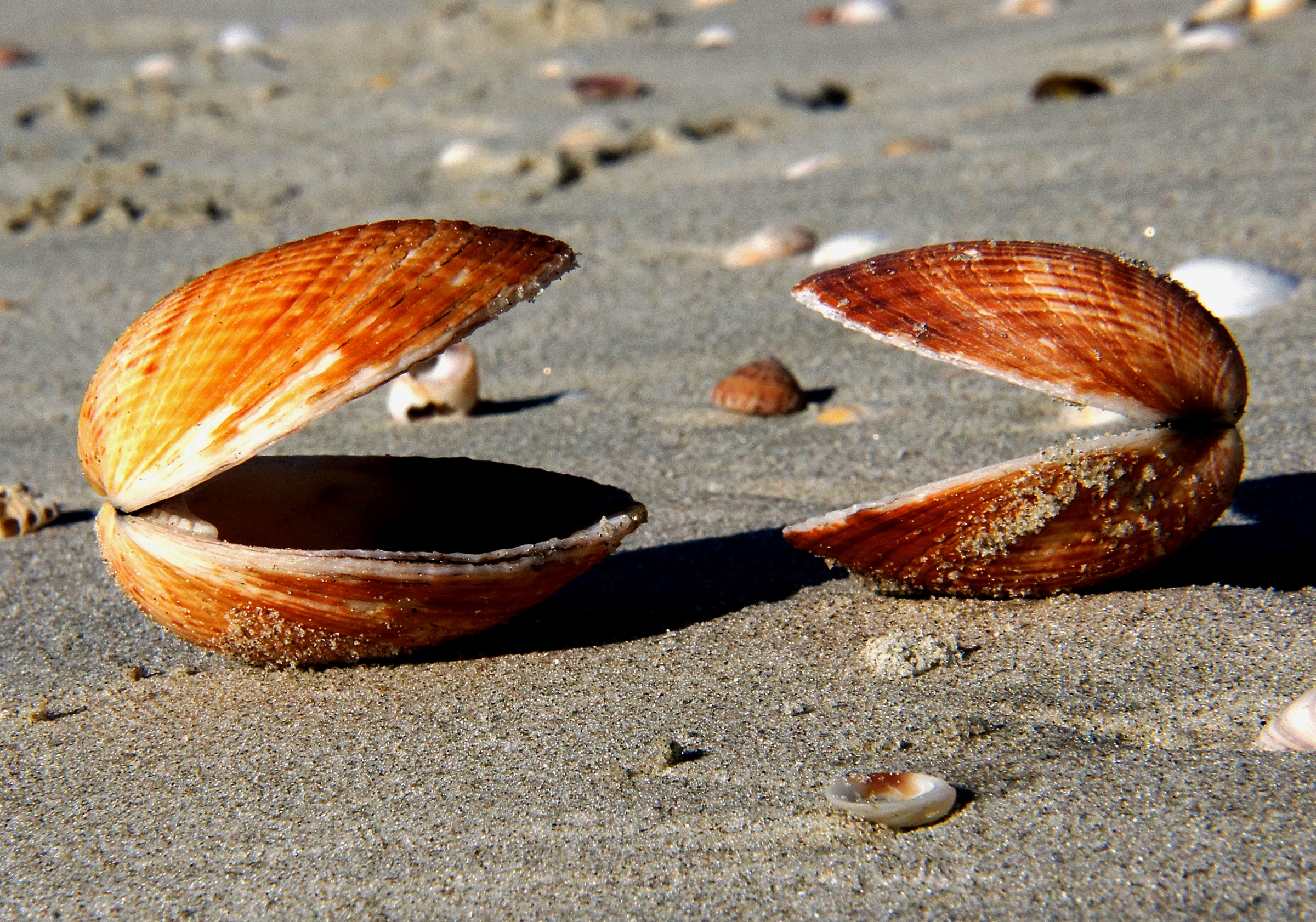 two shells open their mouths