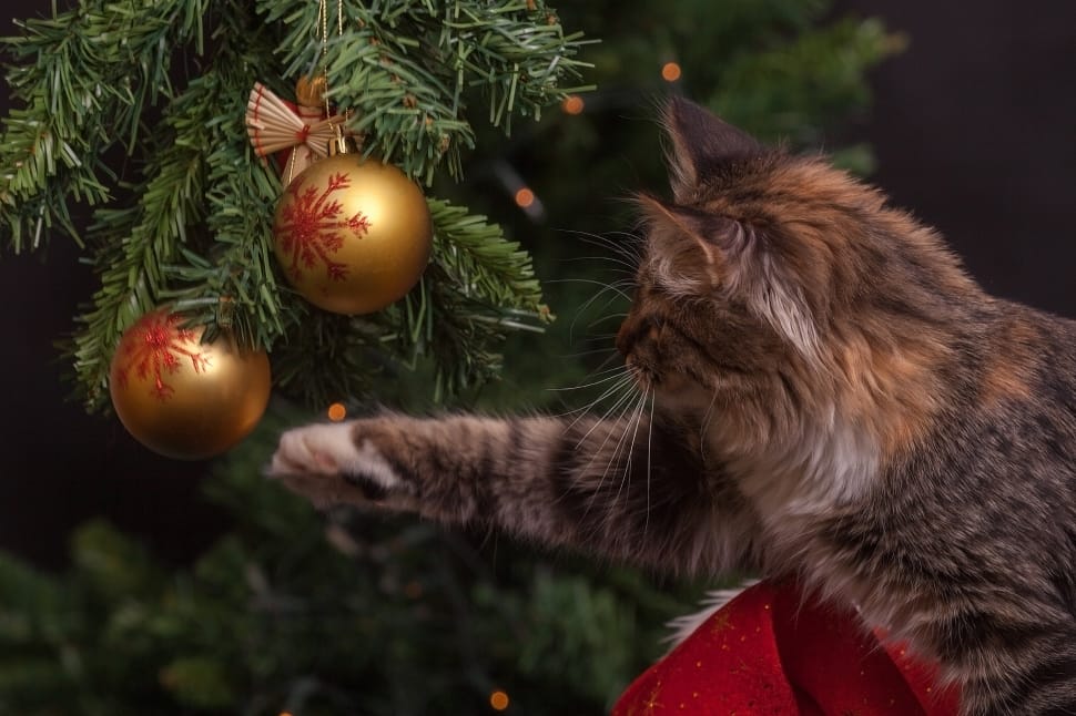 brown tabby cat and christmas baubles preview