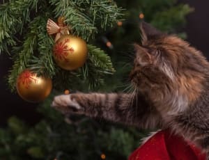 brown tabby cat and christmas baubles thumbnail