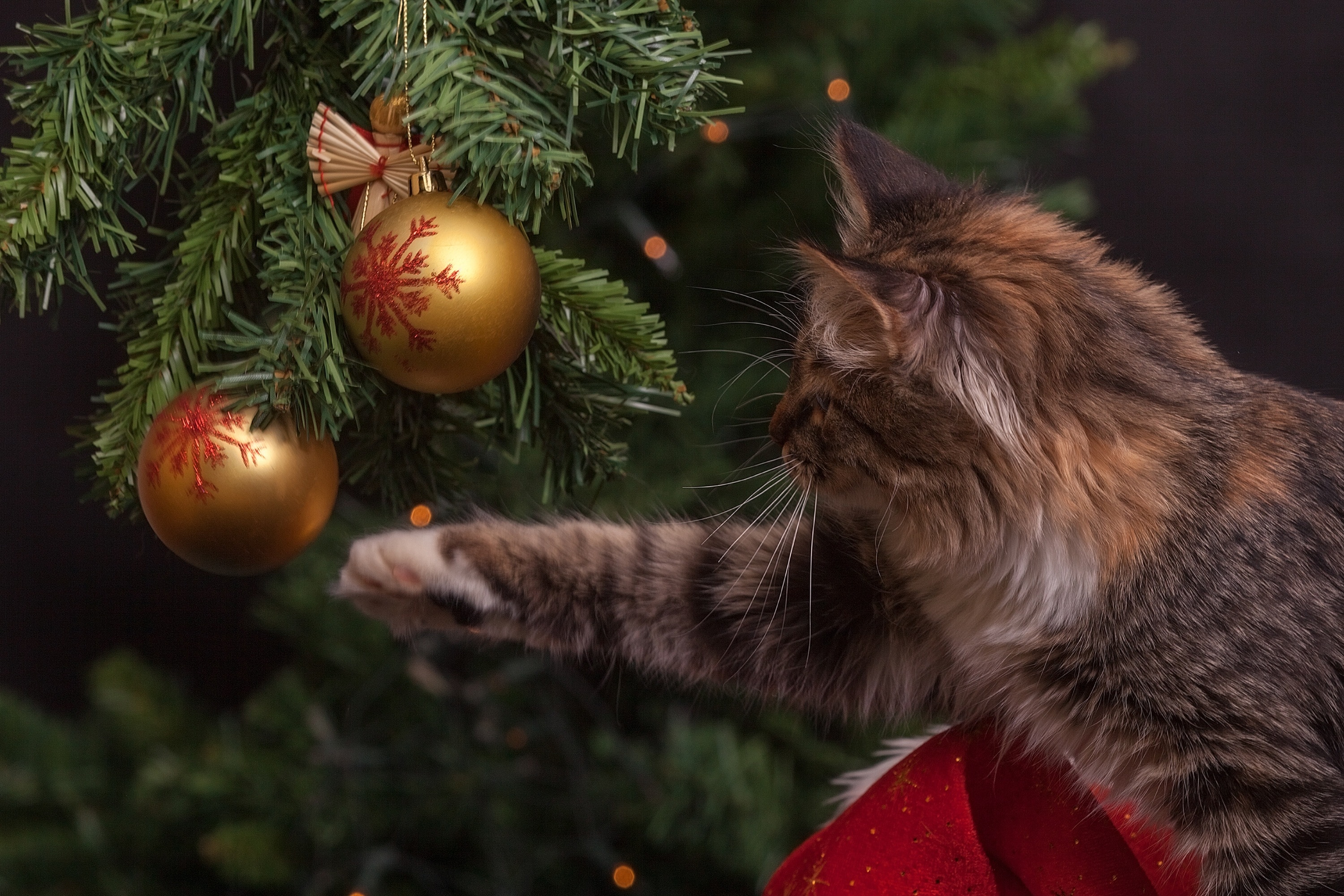 brown tabby cat and christmas baubles