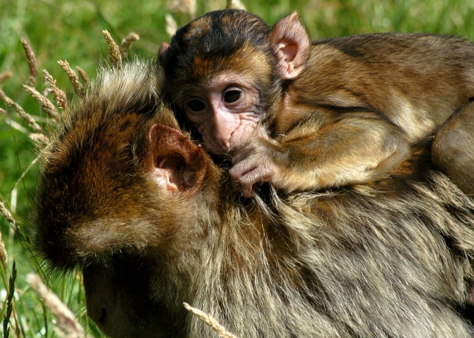 2 brown monkey preview