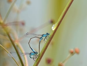 blue dragonfly on green stem thumbnail