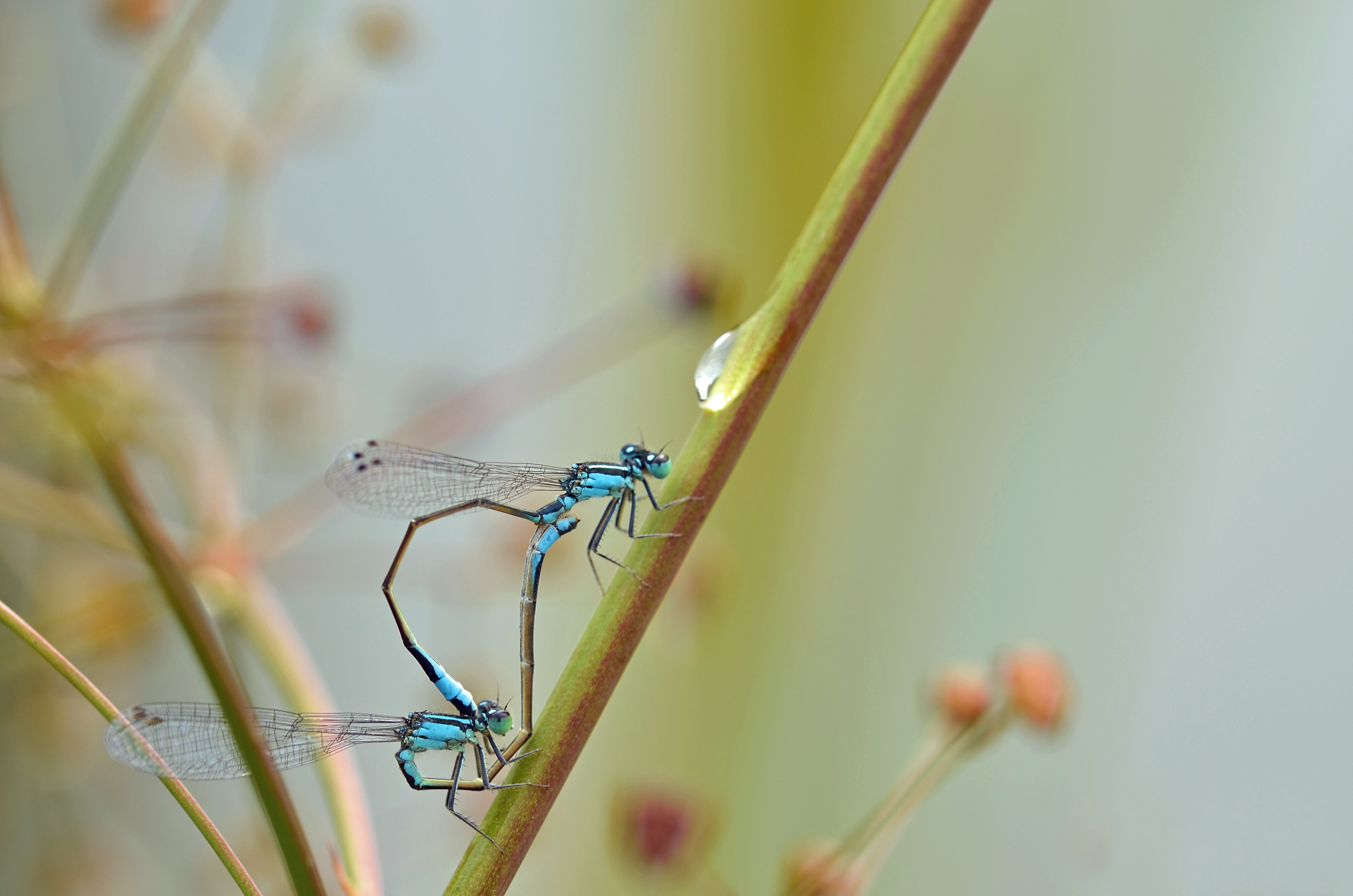 blue dragonfly on green stem