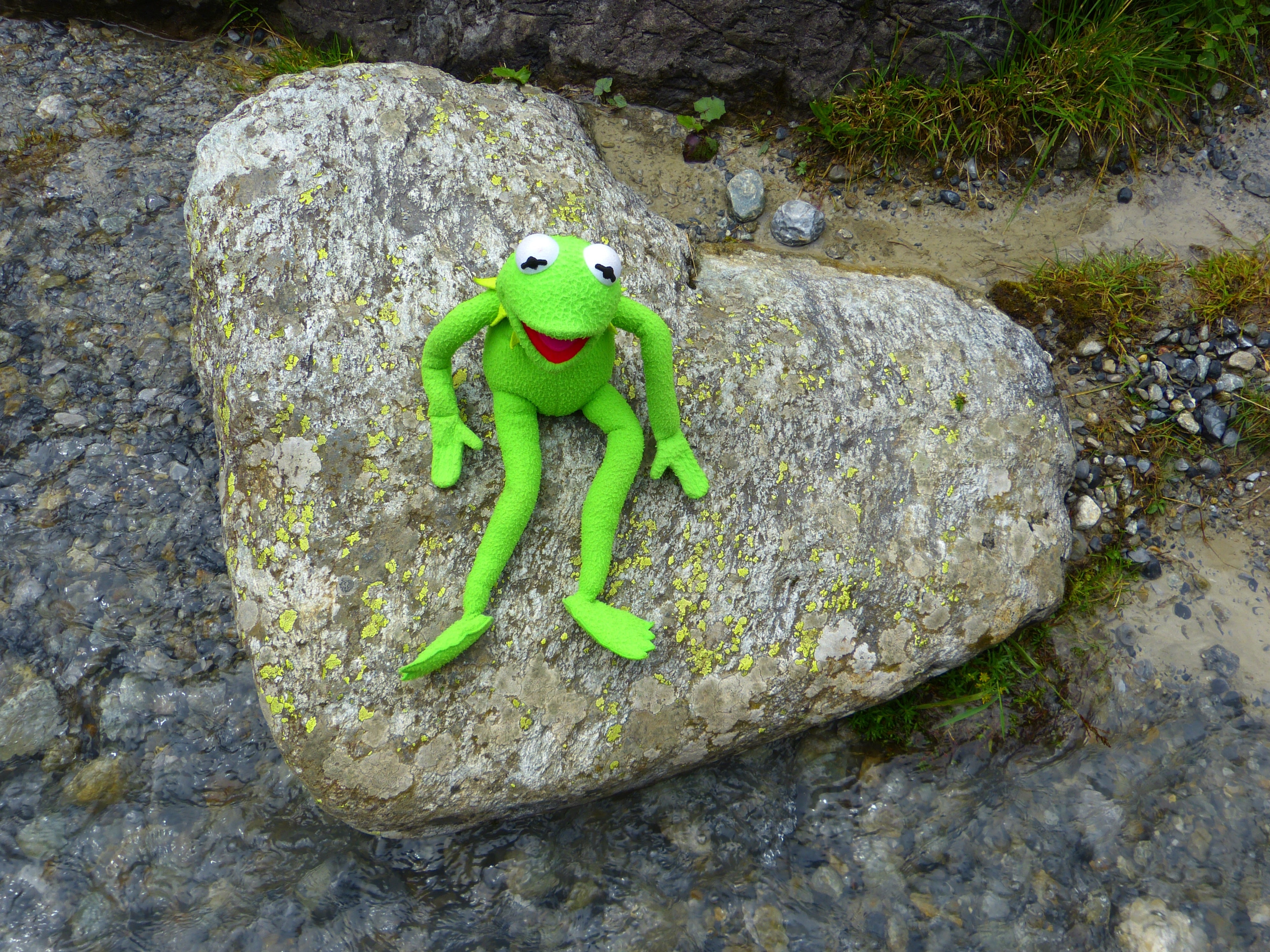 Kermit, Frog, Heart, Stone, Love, Nature, one animal, animal themes