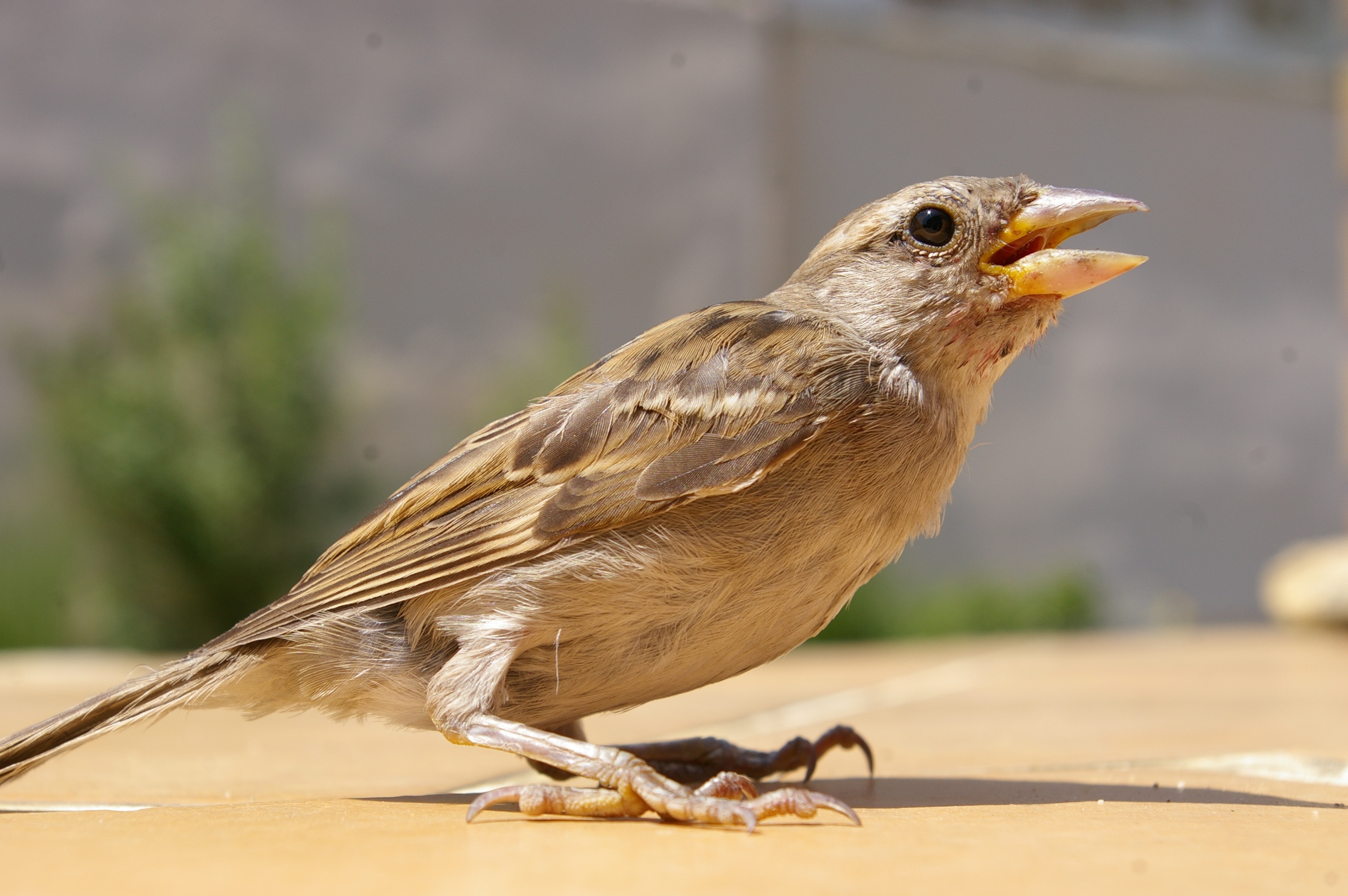 Sparrow, April, Spring, Bird, one animal, bird