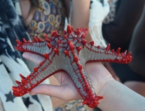 gray and red starfish thumbnail
