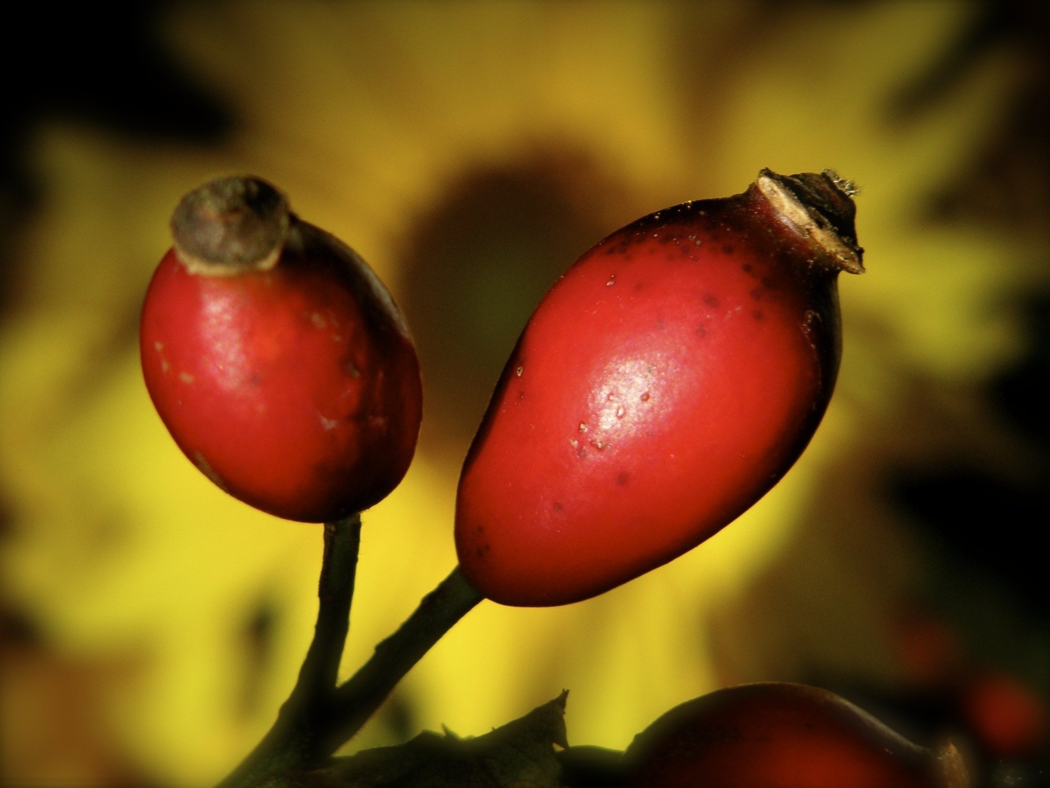 red oval fruit