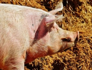 close up photography of brown pig thumbnail