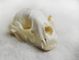 white skeleton head thumbnail