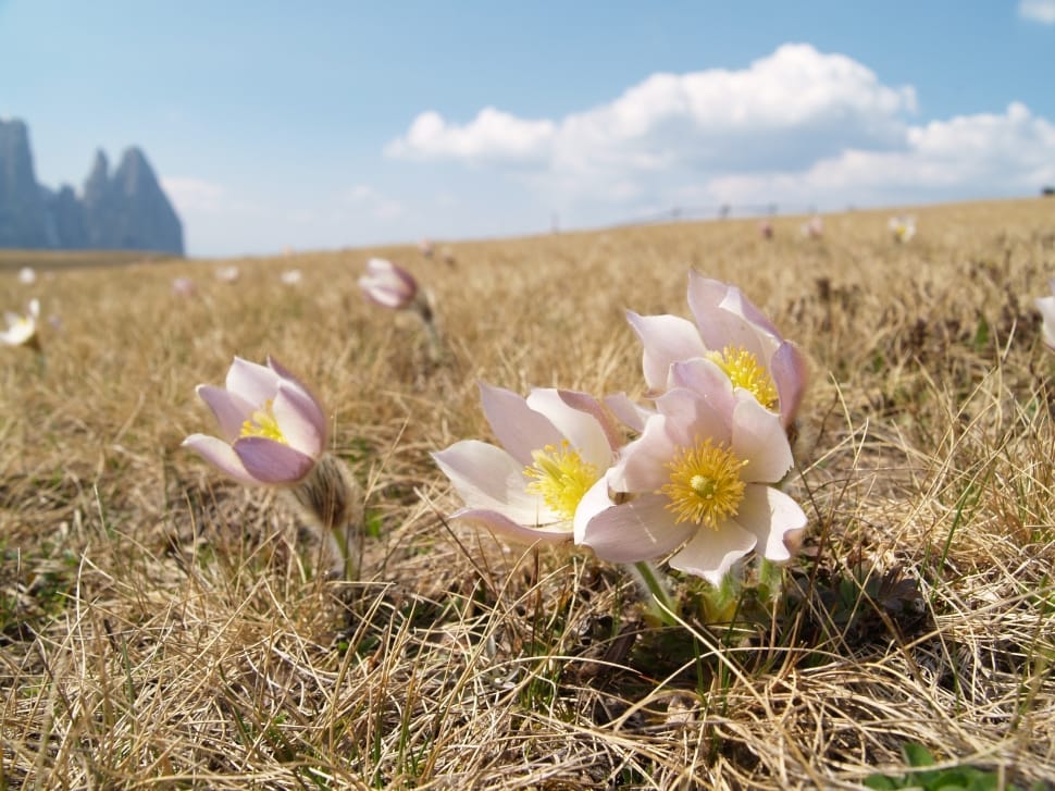 pink pasqueflower preview