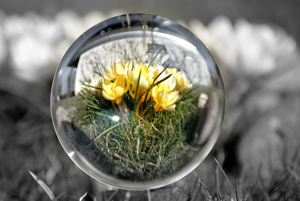 selective photo of yellow flower in bubble close preview