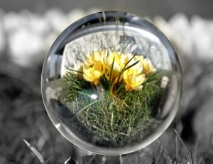 selective photo of yellow flower in bubble close thumbnail